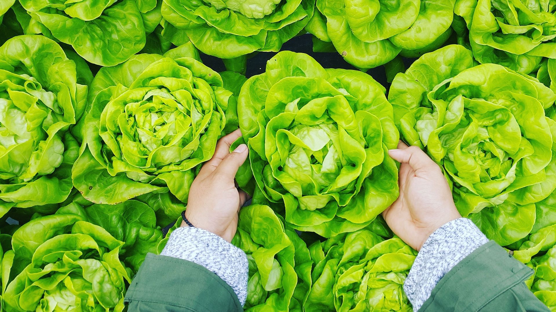 Hydrating vegetables - Rich in magnesium (Image via Unsplash/Phuc Long)
